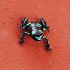 Dart Frog