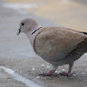 Eurasian collared dove