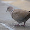 Eurasian collared dove
