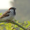 House Sparrow (Male)
