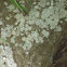 Lichen