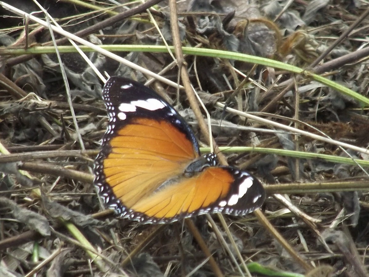 Daniad eggfly