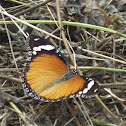 Daniad eggfly