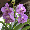 Orquidea