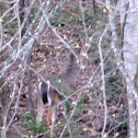 White-tailed Deer