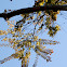 Chinese elm