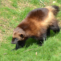 Wolverine