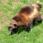 Wolverine