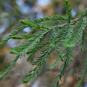 Ahuehuete (viejo de agua)