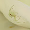 Crab Spider