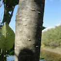 Speckled Alder