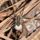 wolf spider