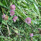 Red Clover