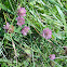 Red Clover