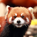 Red Panda
