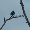 Cotinga