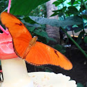 Julia Butterfly