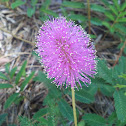Sensitive Plant