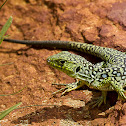 Ocellated Lizard