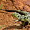 Ocellated Lizard