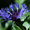 Mountain cornflower