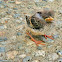 american robin (not fully grown)