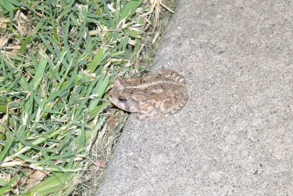 Spotting Image 1