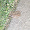 Woodhouse's Toad
