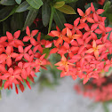 Scarlet Jungleflame
