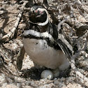 Magallanes Penguin
