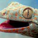 Tokay Gecko