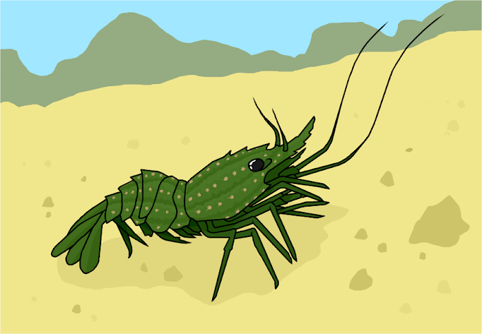 Desert Cactus Shrimp