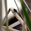 Dot-tail whiteface dragonfly