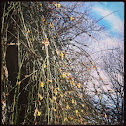 Winter Jasmine