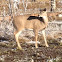 White tailed deer