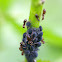 zwarte bonenluis (Aphis fabae Scopoli)