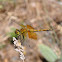 Western Meadowhawk ,female
