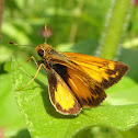 Fiery Skipper