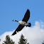 Canada Goose