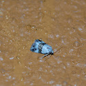 Moth
