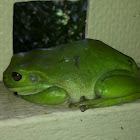 Green Tree Frog