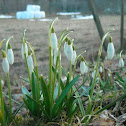 Snow drop