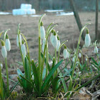 Snow drop