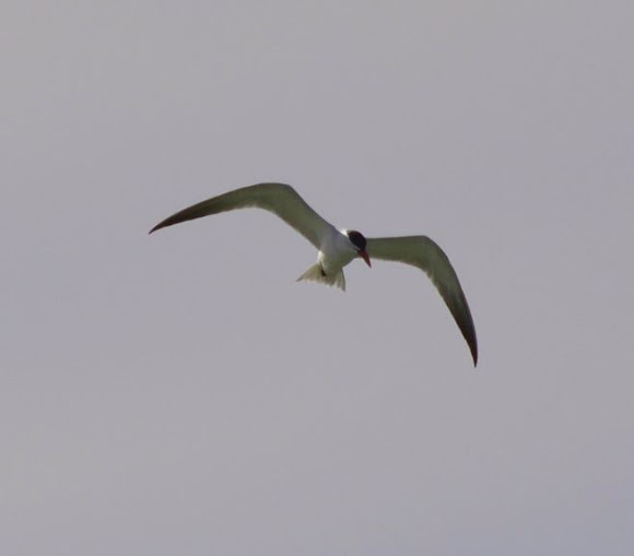 Spotting Image 1