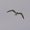Arctic Tern