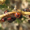 Painted Bug Nymphs