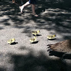 Geese