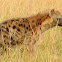 Spotted Hyena