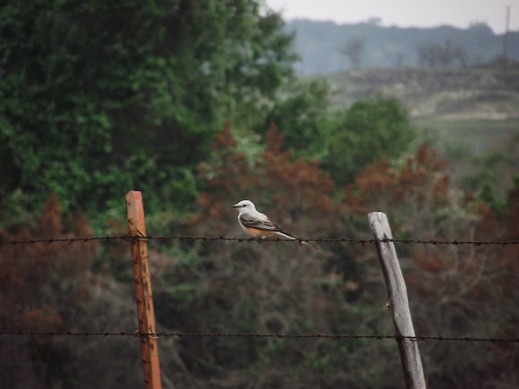 Spotting Image 1