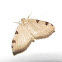 Three-spotted Fillip